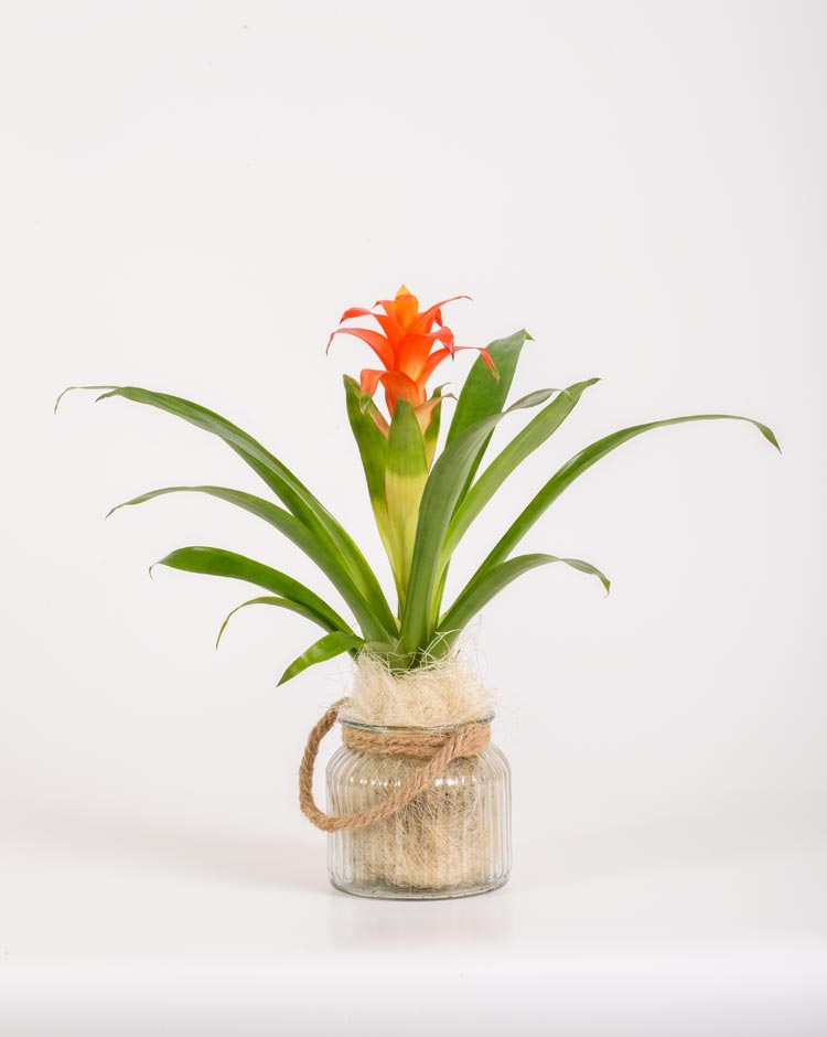 Guzmania en Cristal