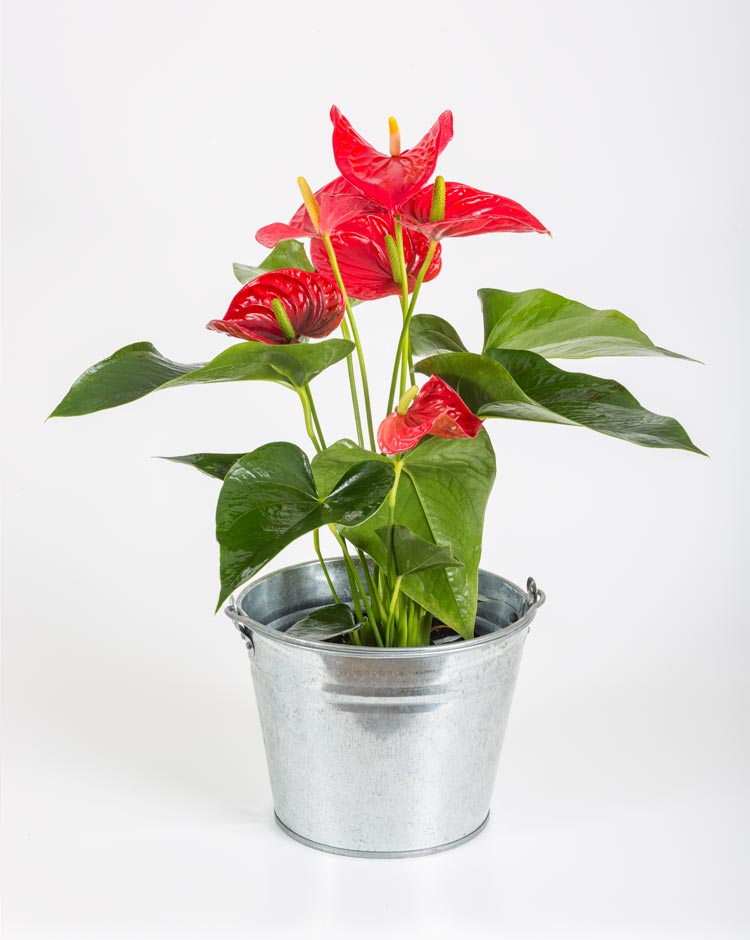 Anthurium rojo