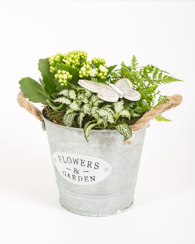 Mix Plantas Decorativas Medianas