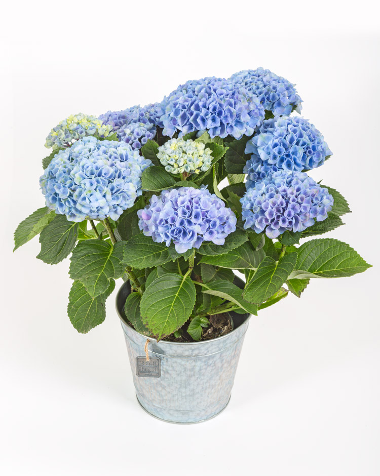 Hortensia