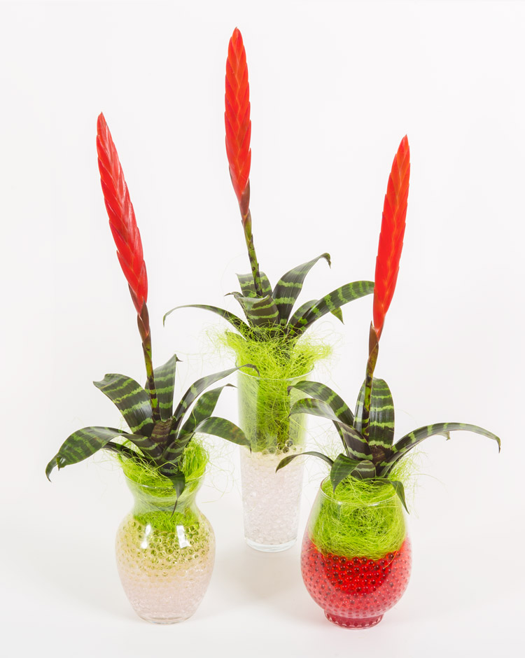 Conjunto Guzmania Bromelia Pequeña