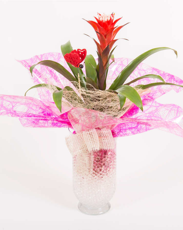 Conjunto Guzmania Bromelia Grande