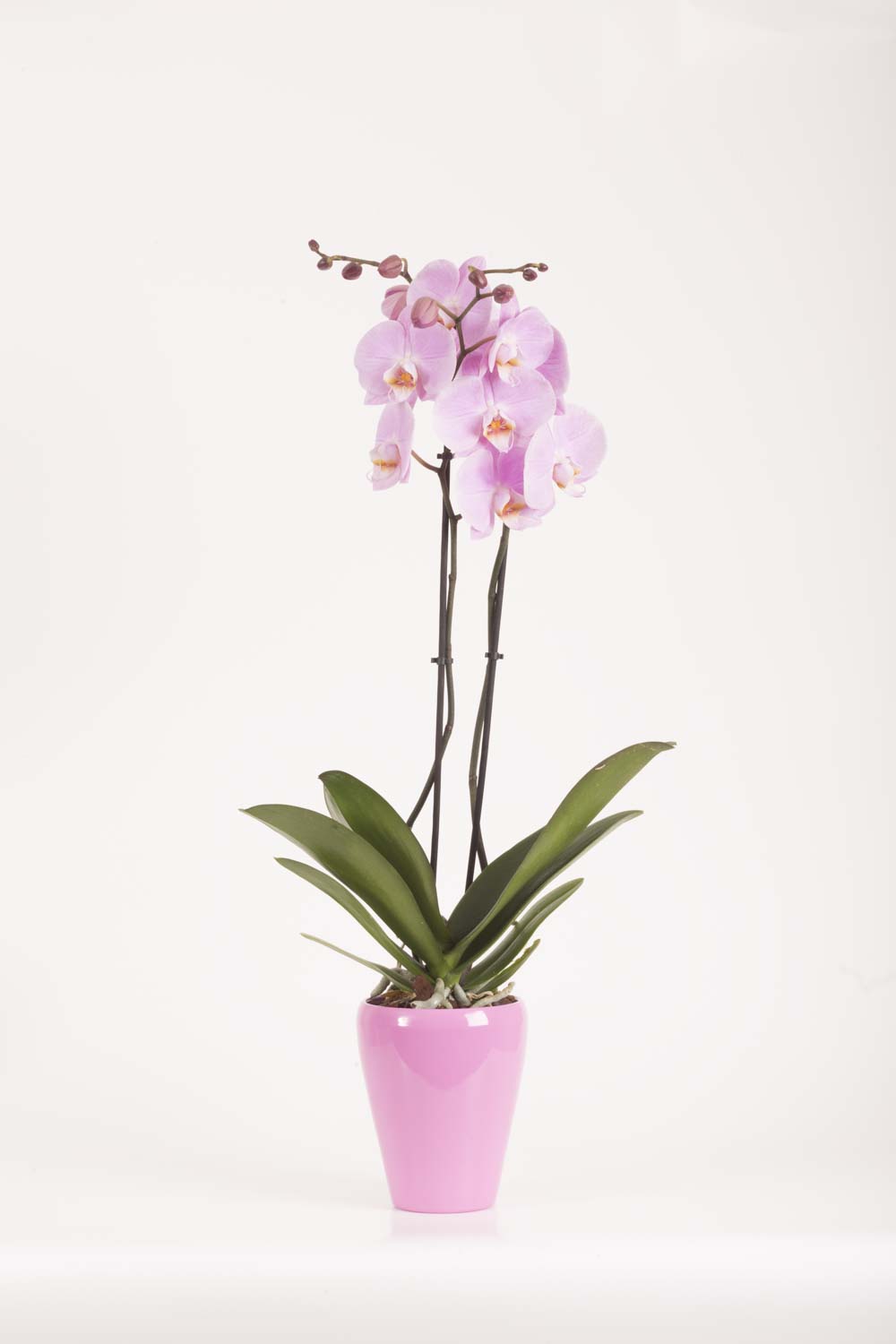 Orquidea Phalaenopsis