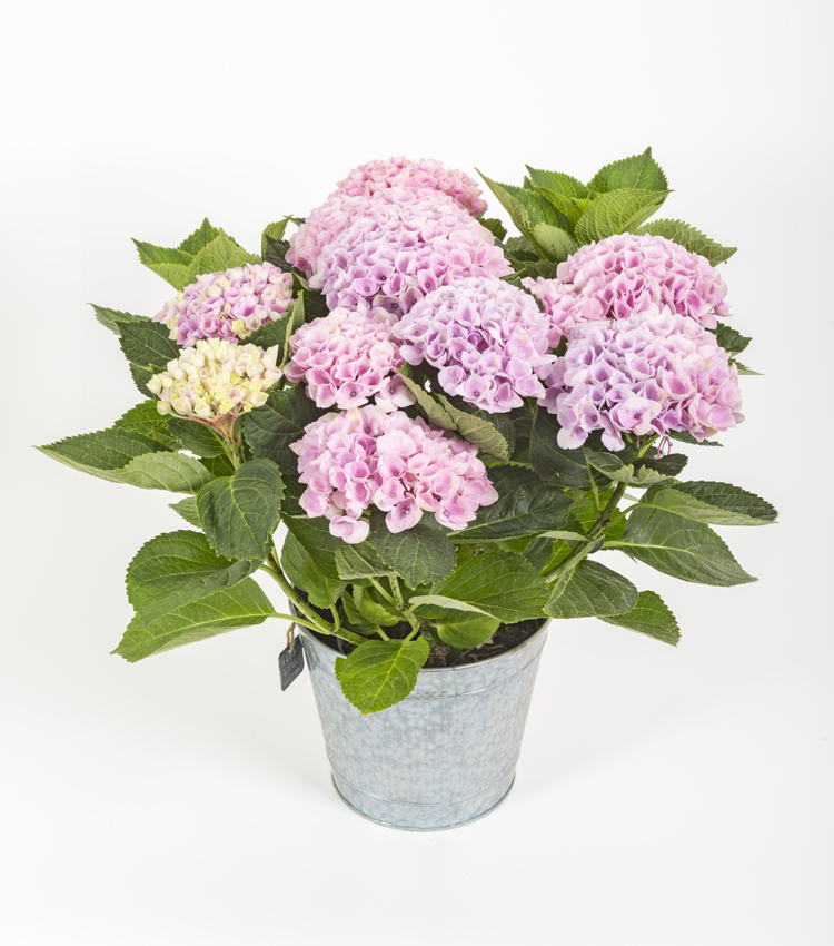 Hortensia Rosa